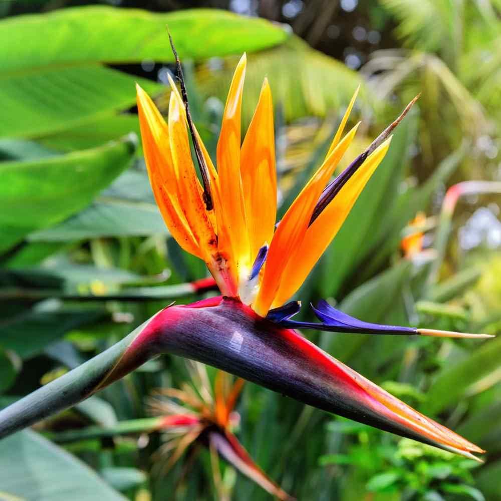 Strelitzia (Strelitzia scientific name) for planting in garden
